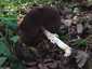 Tintaszagú csiperke (Agaricus moelleri), Somogy